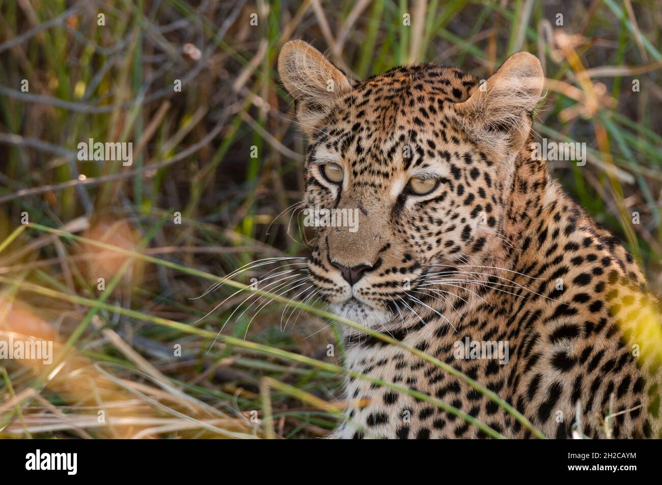 Gros plan portrait d'un léopard, Panthera pardus.Zone de concession Khwai, delta d'Okavango, Botswana. Banque D'Images