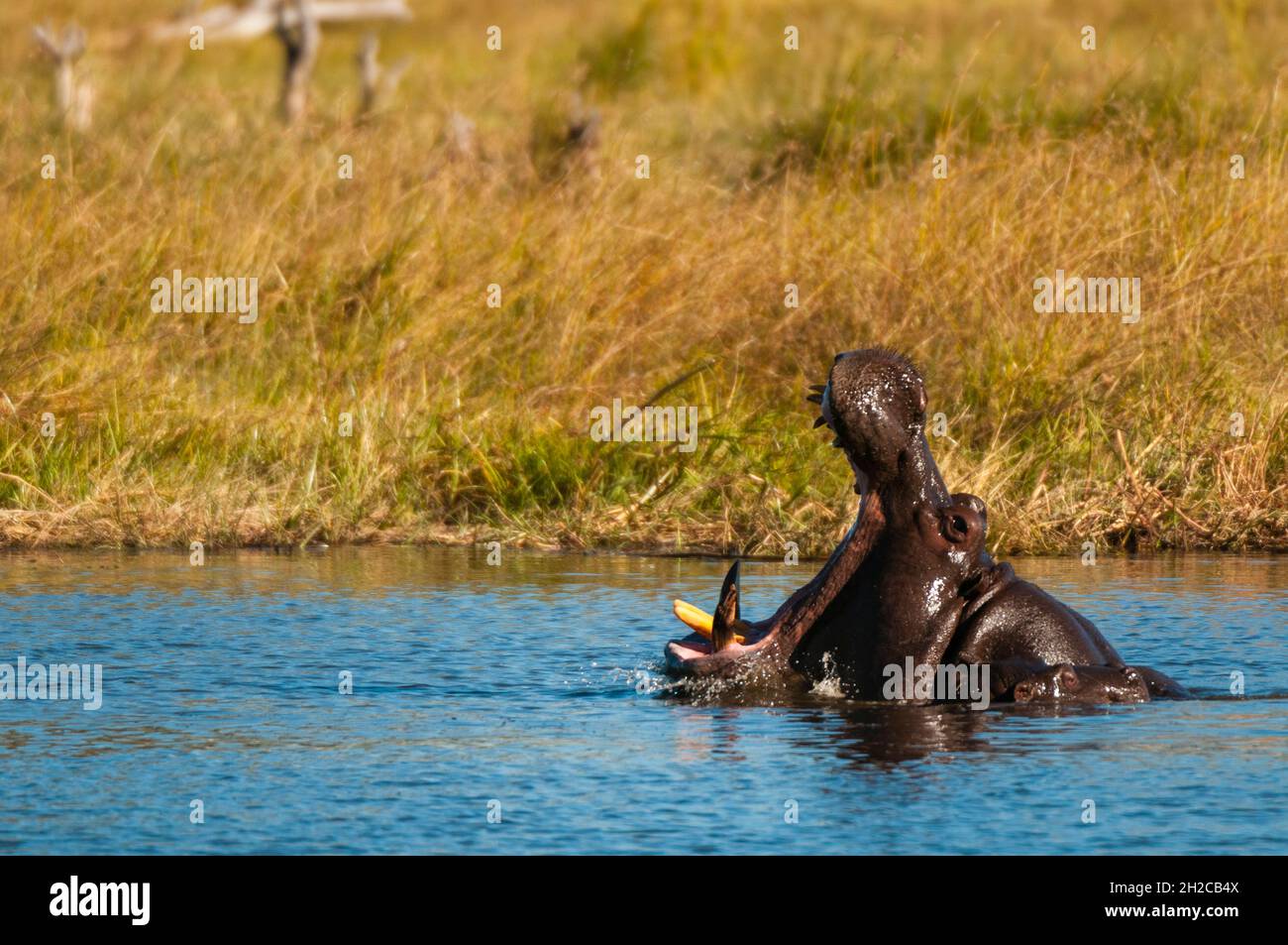 Un hippopotame, Hippopotamus amphibius, bâillements.Son mollet à ses côtés.Zone de concession Khwai, delta d'Okavango, Botswana. Banque D'Images