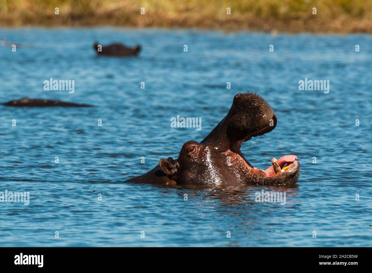 Un hippopotame, Hippopotamus amphibius, bâillements.Zone de concession Khwai, delta d'Okavango, Botswana. Banque D'Images