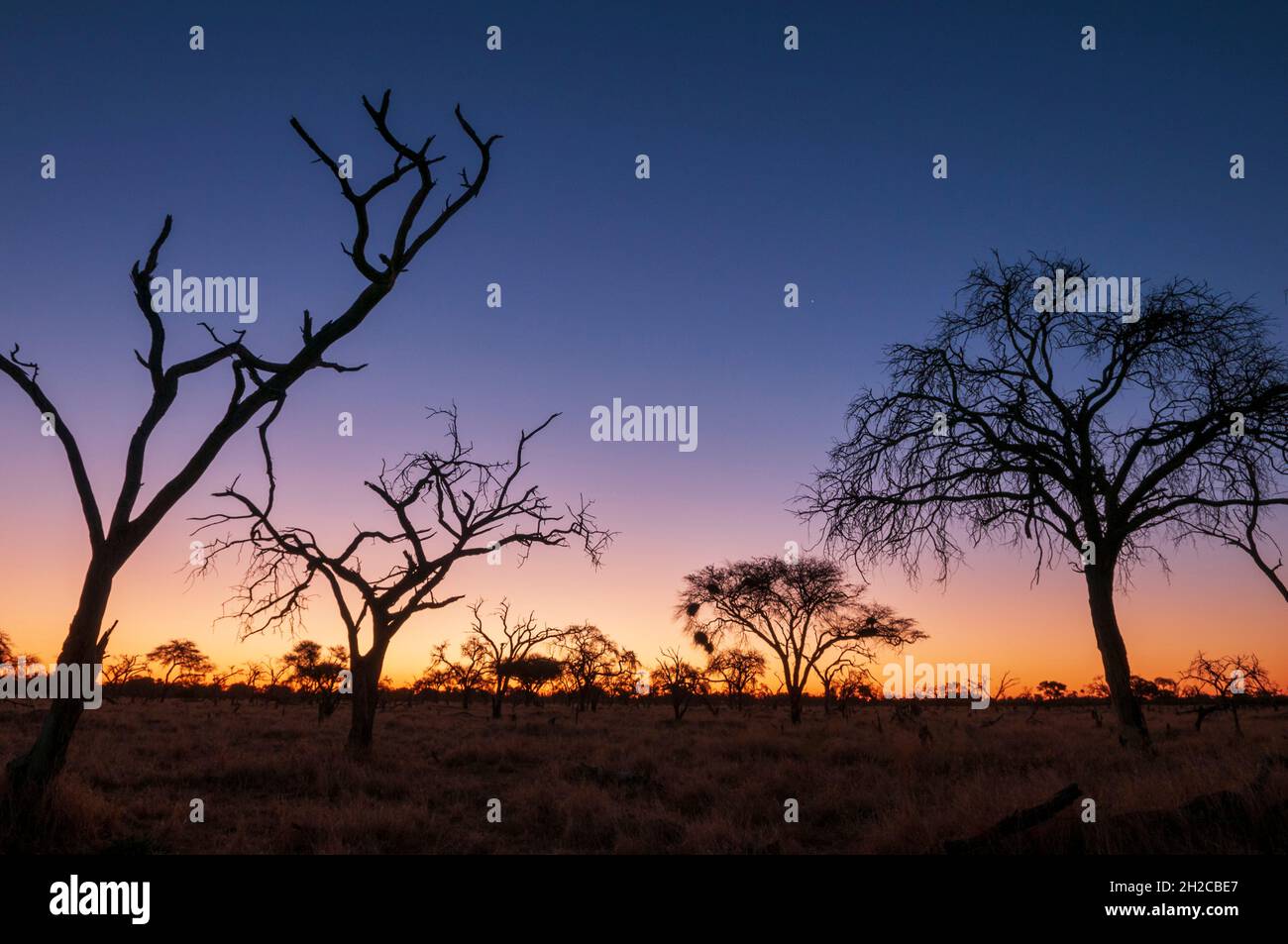 Silhoueté des arbres et un paysage du delta de l'Okavango au coucher du soleil.Zone de concession Khwai, delta d'Okavango, Botswana. Banque D'Images