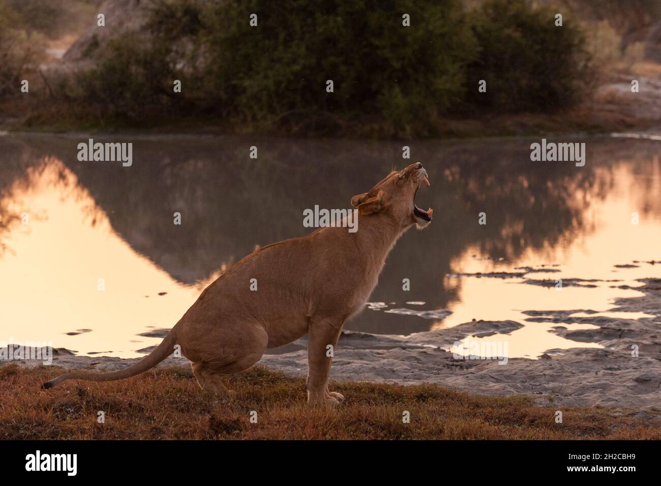 Une lionne, Panthera leo, bâillonne.Île Chief, réserve de gibier de Moremi, delta d'Okavango, Botswana. Banque D'Images