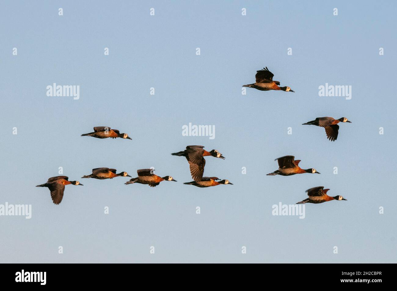 Un troupeau de canards sifflants à face blanche, Dendrocygna viduata, en vol.Rivière Chobe, parc national de Chobe, Kasane, Botswana. Banque D'Images