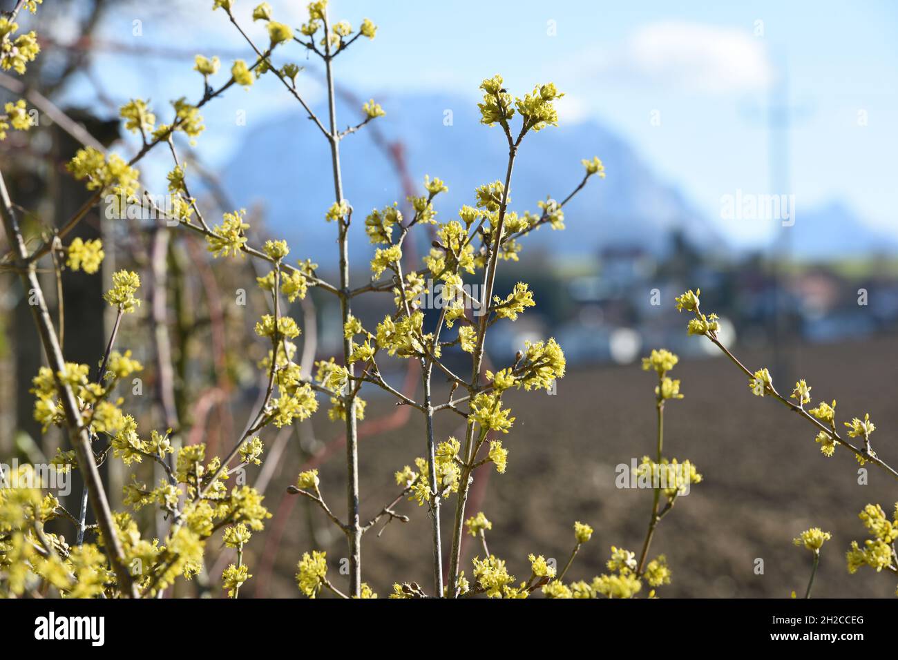 Blüten der Kornelkirsche, in Österreich auch Dirndlstrauch genannt - Die Blütezeit dieses Strauchs liegt im März/April, in der Regel sogar noch vor de Banque D'Images