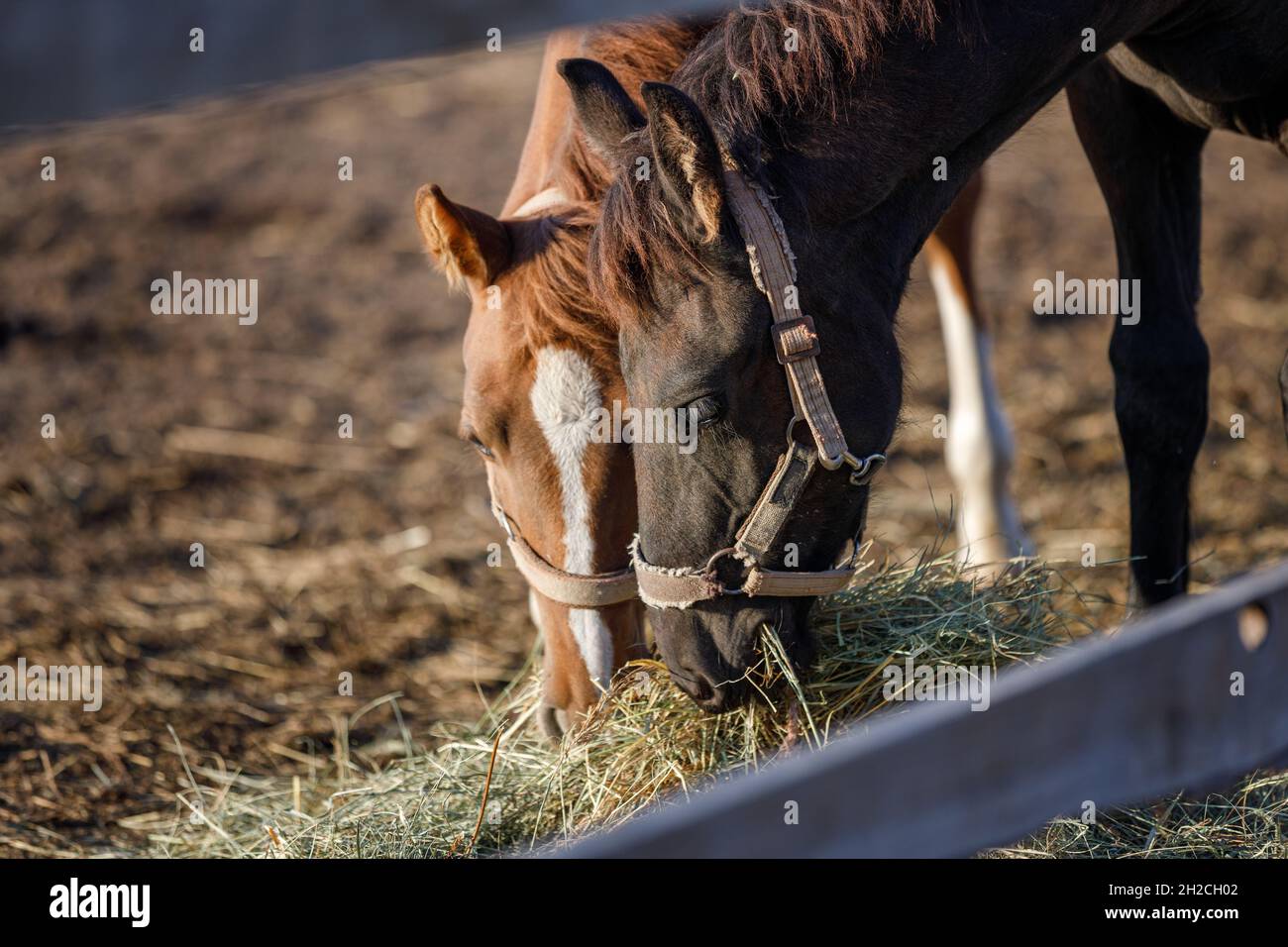 Jeunes chevaux mangeant du foin dans le corral Banque D'Images
