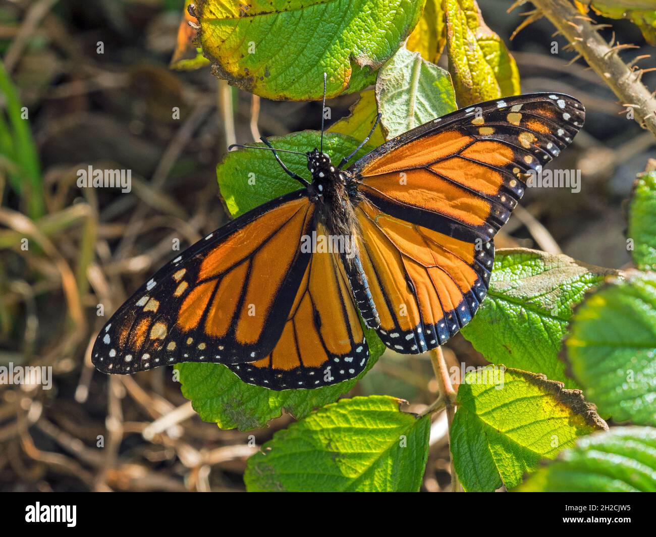 Papillon monarque (Danaus plexippus), Sumburgh, Shetland, Écosse Banque D'Images