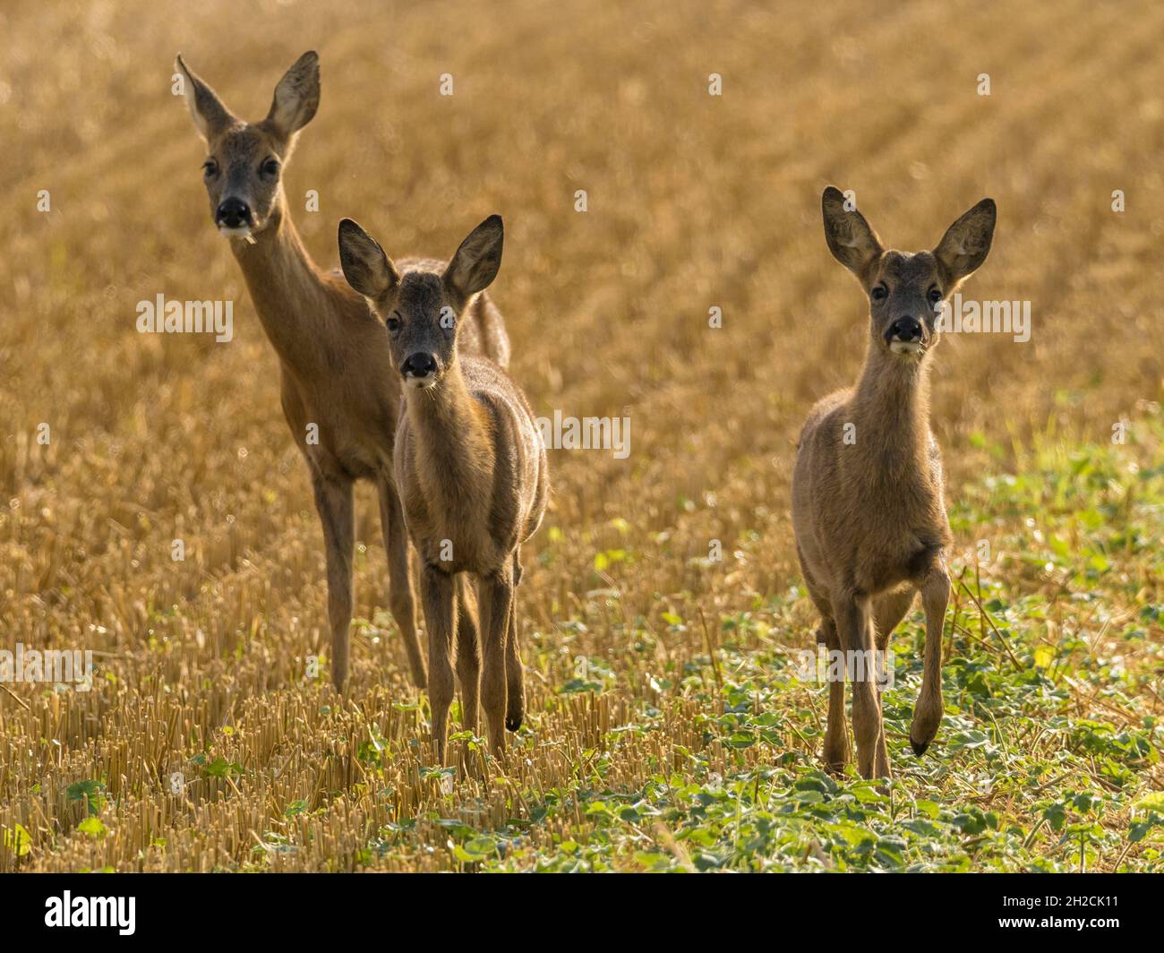 Groupe de trois cerfs Roe curieux (Capranolus capranolus) dans le champ de chaume, Cambridgeshire, Angleterre Banque D'Images