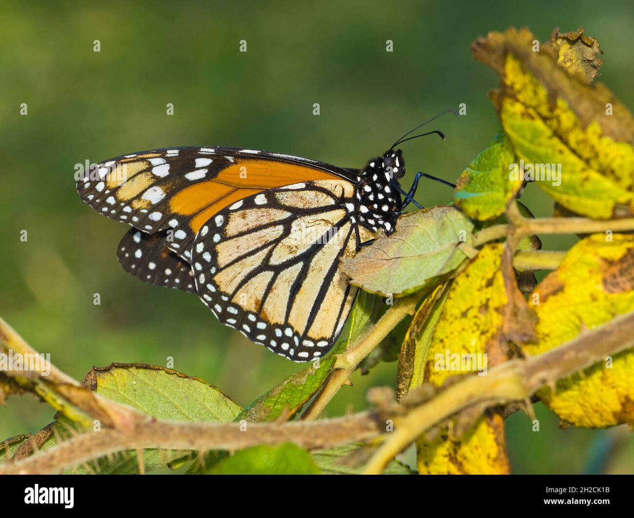Papillon monarque (Danaus plexippus), Sumburgh, Shetland, Écosse Banque D'Images