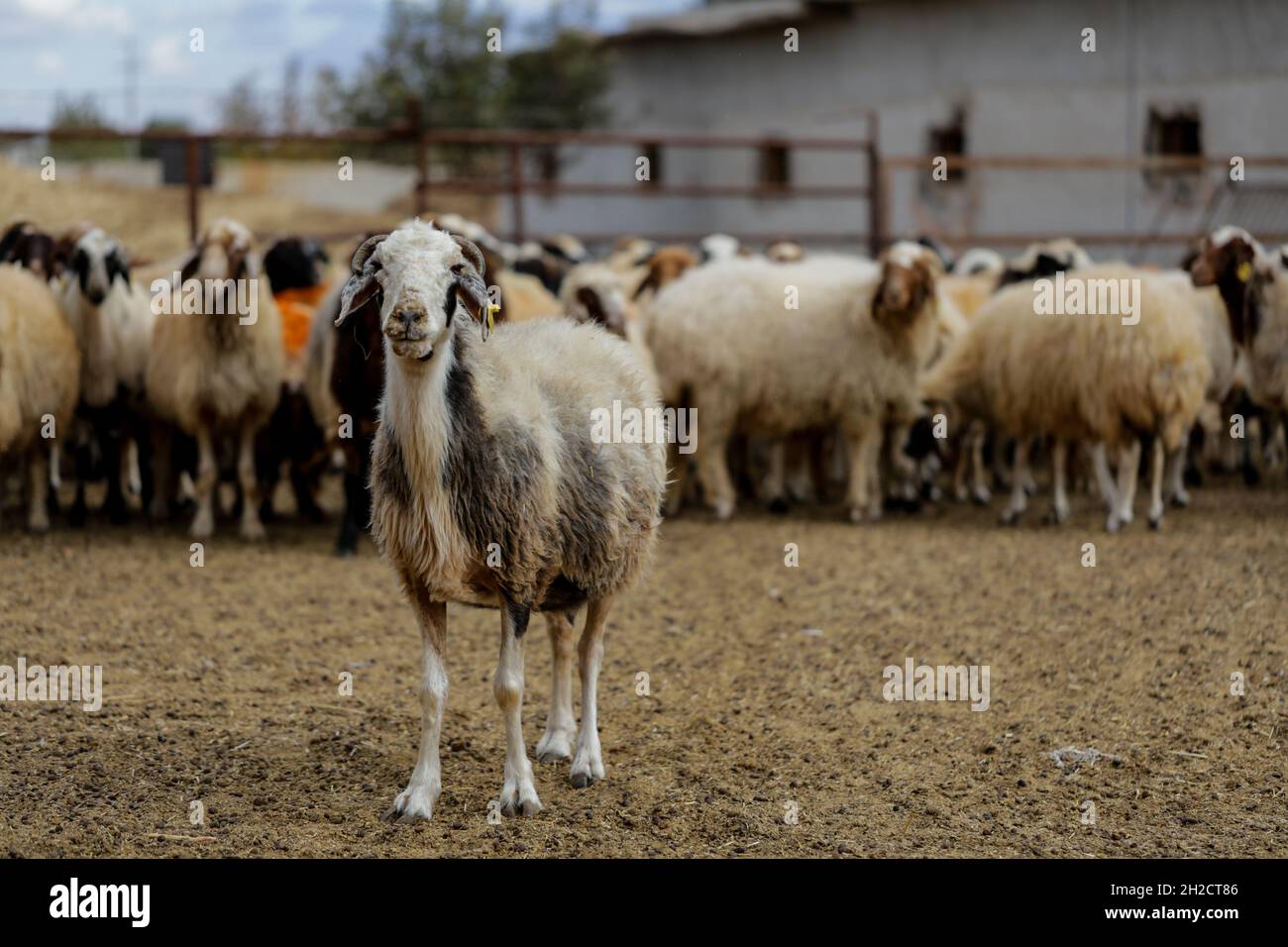 Gaziantep, Anatolie, Turquie.17 octobre 2021.Gaziantep, Turquie.19 octobre 2021.Moutons dans les « grandes fermes » dans la ville de Gaziantep, dans le sud de la Turquie.La ferme reproduit des chèvres, des moutons et des poulets, et produit un grand nombre d'oeufs à aire libre.La ferme, qui cultive également des champignons et produit des fourrages pour animaux, s'engage à protéger l'environnement et à assurer la durabilité.L'entreprise est un exemple d'intégration réussie des Syriens qui s'installent en Turquie après avoir fui le conflit dans leur pays d'origine (Credit image: © Mohammad ATA/IMAGESLIVE via ZUMA Press Wire) Banque D'Images