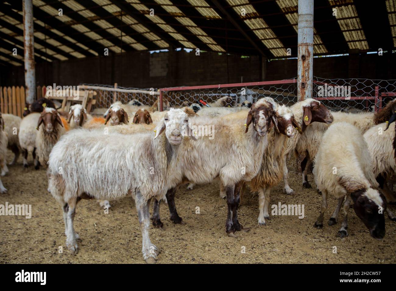 17 octobre 2021, Gaziantep, Anatolie, Turquie : Gaziantep,Turquie.19 octobre 2021.Moutons dans les fermes œGrand dans la ville de Gaziantep, dans le sud de la Turquie.La ferme reproduit des chèvres, des moutons et des poulets, et produit un grand nombre d'oeufs à aire libre.La ferme, qui cultive également des champignons et produit des fourrages pour animaux, s'engage à protéger l'environnement et à assurer la durabilité.L'entreprise est un exemple d'intégration réussie des Syriens qui s'installent en Turquie après avoir fui le conflit dans leur pays d'origine (Credit image: © Mohammad ATA/IMAGESLIVE via ZUMA Press Wire) Banque D'Images