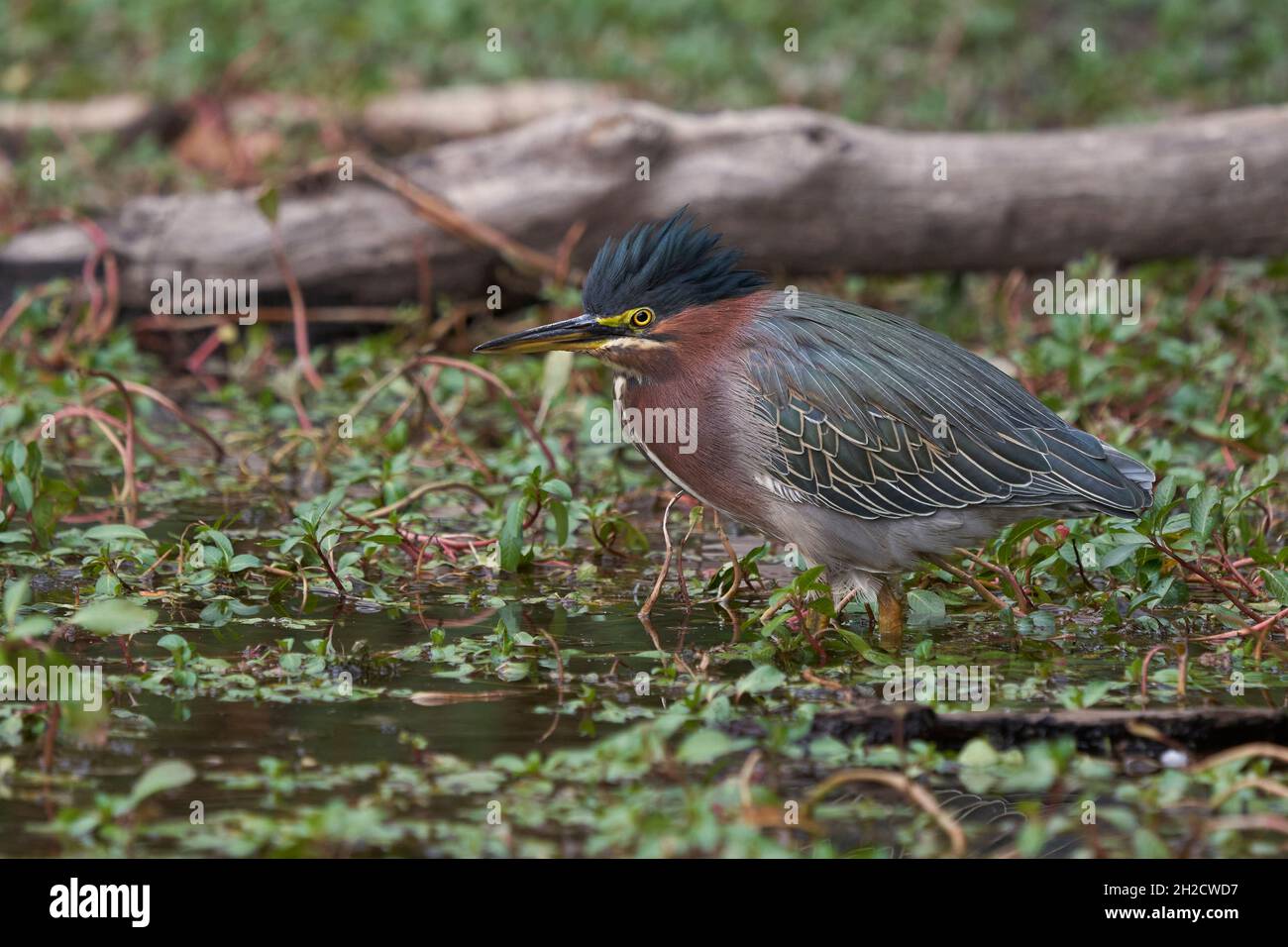 Green Heron (Butorides virescens), Sacramento County California USA Banque D'Images