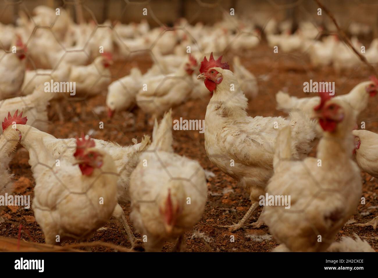 17 octobre 2021, Gaziantep, Anatolie, Turquie : Gaziantep,Turquie.19 octobre 2021.Poules dans les fermes œGrand dans la ville de Gaziantep, dans le sud de la Turquie.La ferme reproduit du poulet ainsi que des moutons et des chèvres et produit un grand nombre d'oeufs à l'aire libre.Il cultive également des champignons et produit des fourrages pour animaux, et s'engage à protéger l'environnement et à assurer la durabilité.La ferme est un exemple d'intégration réussie des Syriens qui s'installent en Turquie après avoir fui le conflit dans leur pays d'origine (Credit image: © Muhammad ATA/IMAGESLIVE via ZUMA Press Wire) Banque D'Images