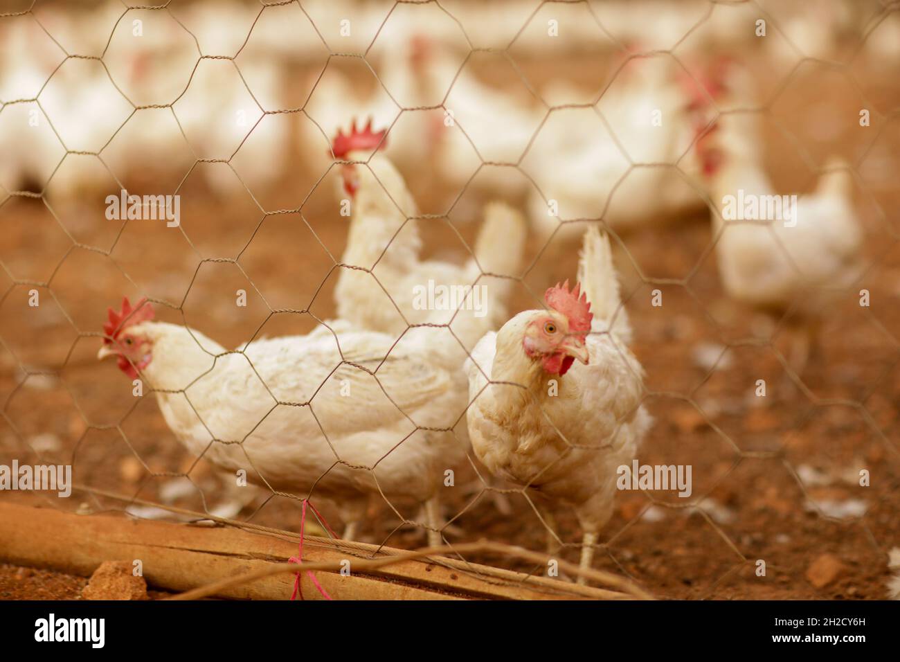 17 octobre 2021, Gaziantep, Anatolie, Turquie : Gaziantep,Turquie.19 octobre 2021.Poules dans les fermes œGrand dans la ville de Gaziantep, dans le sud de la Turquie.La ferme reproduit du poulet ainsi que des moutons et des chèvres et produit un grand nombre d'oeufs à l'aire libre.Il cultive également des champignons et produit des fourrages pour animaux, et s'engage à protéger l'environnement et à assurer la durabilité.La ferme est un exemple d'intégration réussie des Syriens qui s'installent en Turquie après avoir fui le conflit dans leur pays d'origine (Credit image: © Muhammad ATA/IMAGESLIVE via ZUMA Press Wire) Banque D'Images