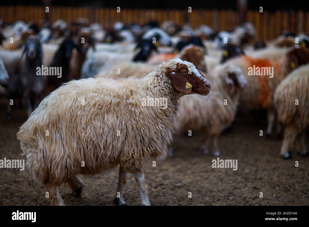 17 octobre 2021, Gaziantep, Anatolie, Turquie : Gaziantep,Turquie.19 octobre 2021.Moutons dans les fermes œGrand dans la ville de Gaziantep, dans le sud de la Turquie.La ferme reproduit des chèvres, des moutons et des poulets, et produit un grand nombre d'oeufs à aire libre.La ferme, qui cultive également des champignons et produit des fourrages pour animaux, s'engage à protéger l'environnement et à assurer la durabilité.L'entreprise est un exemple d'intégration réussie des Syriens qui s'installent en Turquie après avoir fui le conflit dans leur pays d'origine (Credit image: © Muhammed Ibrahim Ali/IMAGESLIVE via ZUMA Press Wire) Banque D'Images
