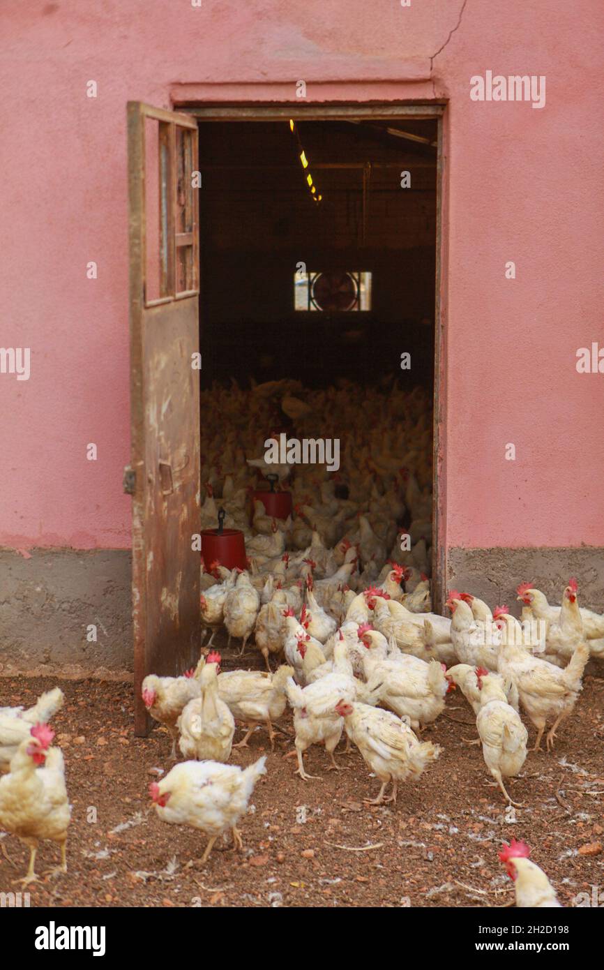 17 octobre 2021, Gaziantep, Anatolie, Turquie : Gaziantep,Turquie.19 octobre 2021.Poules dans les fermes œGrand dans la ville de Gaziantep, dans le sud de la Turquie.La ferme reproduit du poulet ainsi que des moutons et des chèvres et produit un grand nombre d'oeufs à l'aire libre.Il cultive également des champignons et produit des fourrages pour animaux, et s'engage à protéger l'environnement et à assurer la durabilité.La ferme est un exemple d'intégration réussie des Syriens qui s'installent en Turquie après avoir fui le conflit dans leur pays d'origine (Credit image: © Muhammed Ibrahim Ali/IMAGESLIVE via ZUMA Press Wire) Banque D'Images