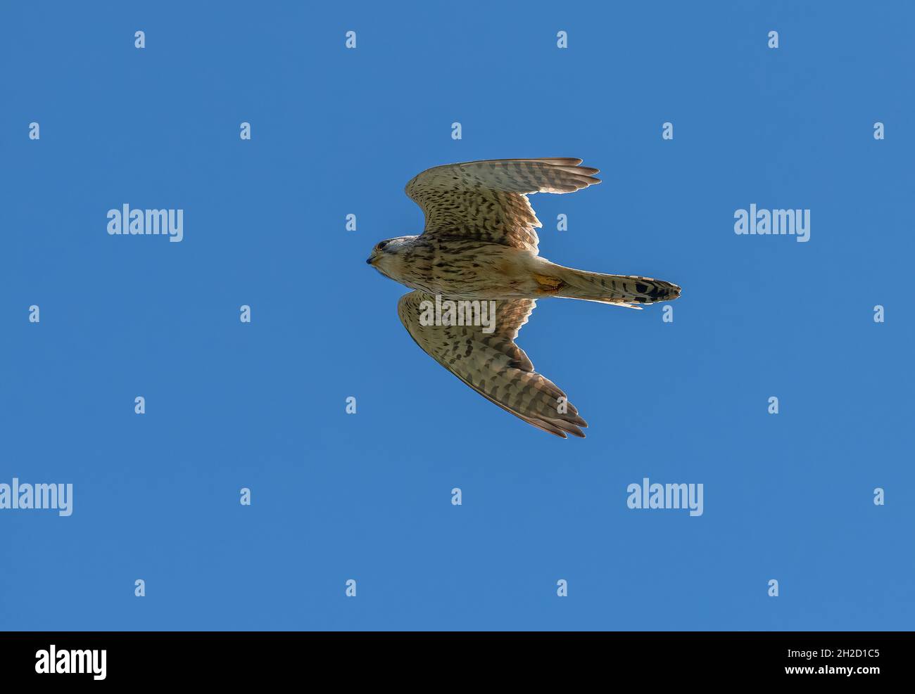 Jeune homme kestrel commun, Falco tinnunculus, en vol stationnaire. Banque D'Images