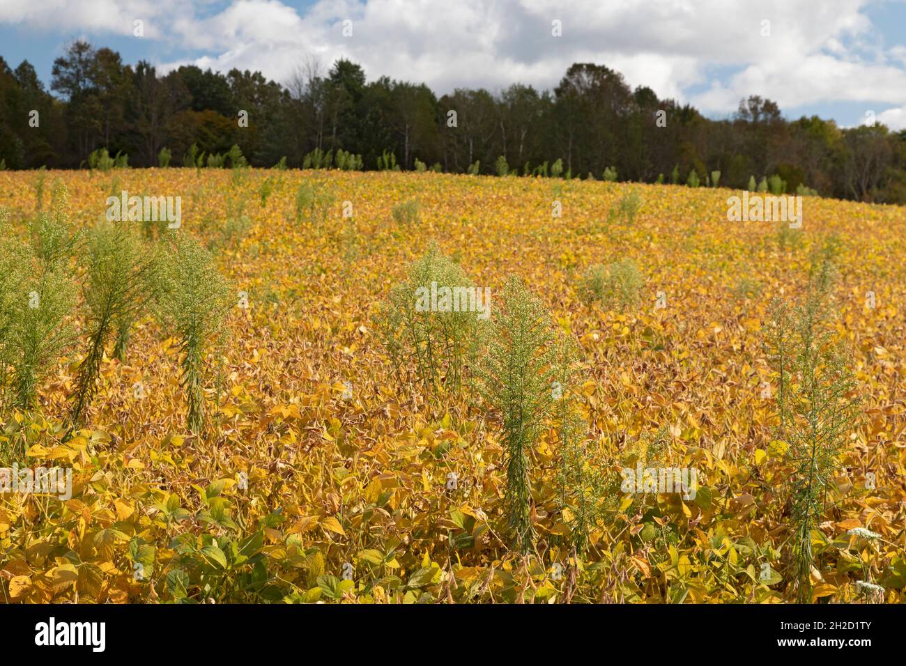 Wattsburg (Pennsylvanie) - Horseeed (Erigeron canadensis ou Conyza canadensis) qui pousse dans un champ de soja.Aussi connu sous le nom de restauration, il est Banque D'Images