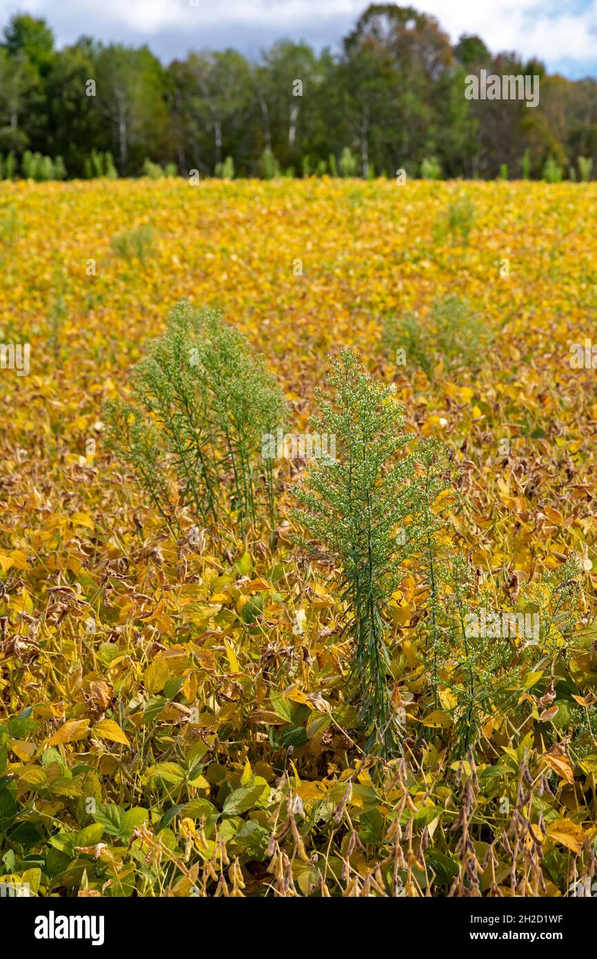 Wattsburg (Pennsylvanie) - Horseeed (Erigeron canadensis ou Conyza canadensis) qui pousse dans un champ de soja.Aussi connu sous le nom de restauration, il est Banque D'Images