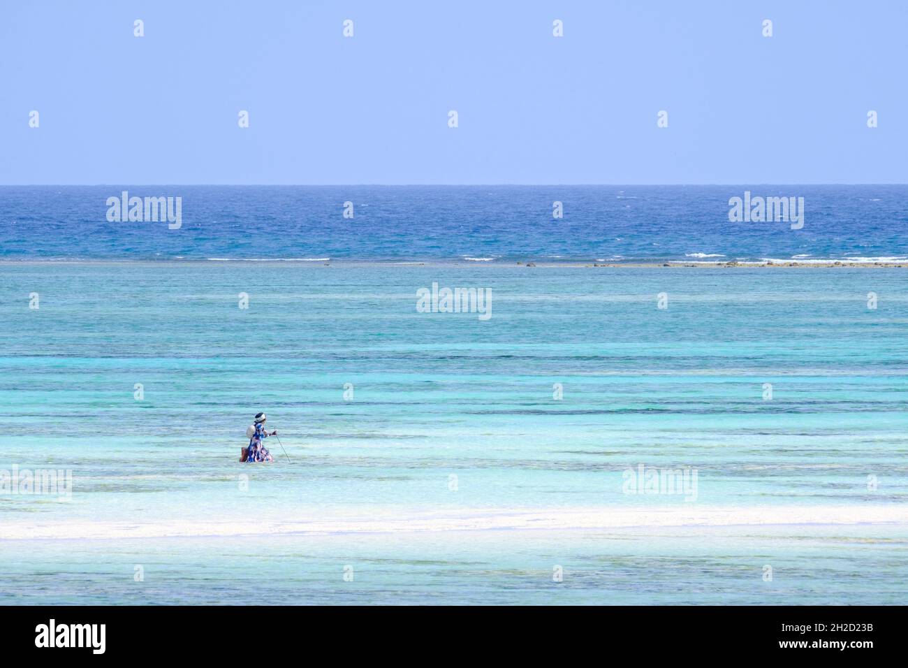 Femme africaine collectant des fruits de mer dans le lagon turquoise. Toile de fond l'océan et l'horizon. Ciel bleu. Zanzibar, Tanzanie, Afrique Banque D'Images