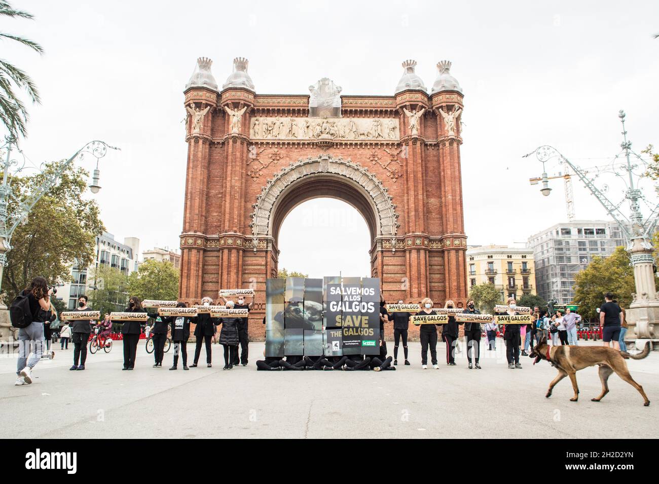 Barcelone, Catalogne, Espagne.21 octobre 2021.Les manifestants sont vus en face de l'Arc de Triomf à Barcelone avec des bannières qui disent, à l'exception des galgos (Grayhounds espagnol).l'organisation internationale sans but lucratif de droits des animaux, AnimaNaturalis a appelé à une manifestation en défense des Grayhounds espagnols, le Galgo,Qui est une race utilisée à la fois pour la chasse et la course dans différentes régions d'Espagne.Certaines estimations estiment qu'en Espagne environ 50,000 lévriers et autres chiens de chasse sont abandonnés (Credit image: © Thiago Prudencio/DAX via ZUMA Press Wire) Banque D'Images