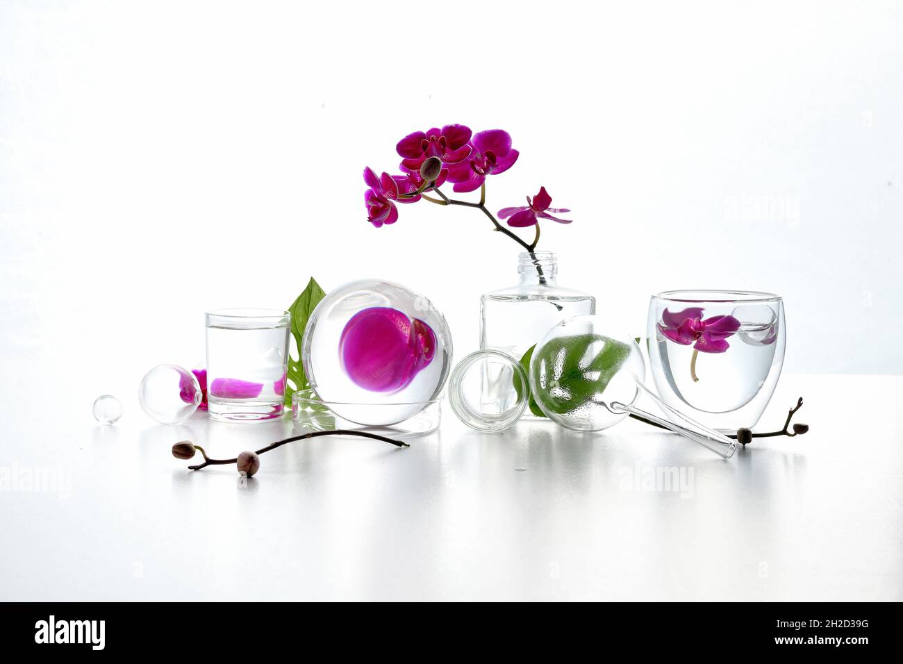 Réflexions, éléments floraux déformés dans l'eau.Laboratoire naturel.Arrangement floral abstrait avec des fleurs d'orchidées magenta et de la monstère exotique Banque D'Images