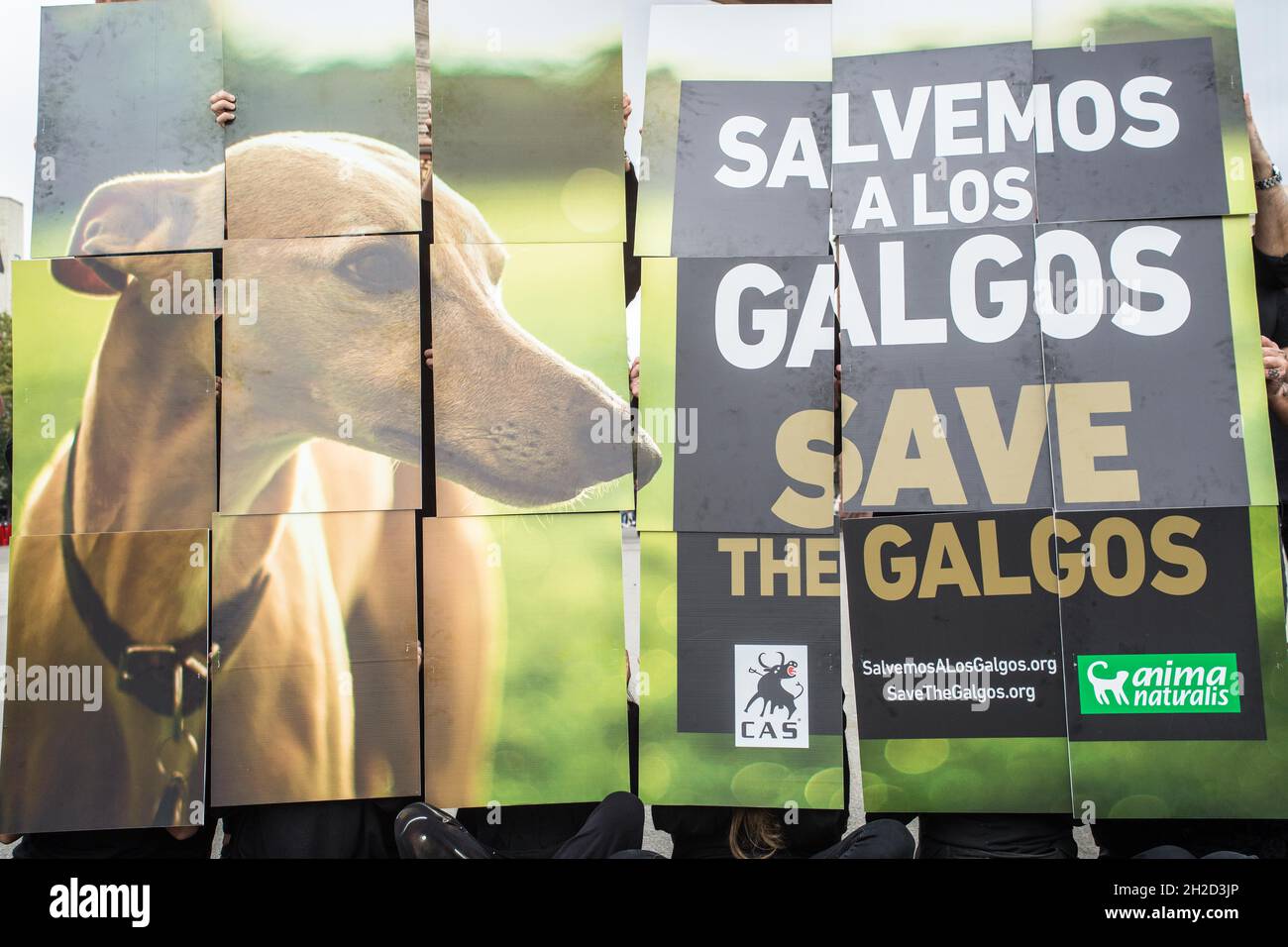 Barcelone, Catalogne, Espagne.21 octobre 2021.Les manifestants sont vus en face de l'Arc de Triomf à Barcelone avec une bannière qui lit, à l'exception des galgos (Grayhounds espagnols).l'organisation internationale sans but lucratif de droits des animaux, AnimaNaturalis a appelé à une manifestation en défense des Grayhounds espagnols, le Galgo,Qui est une race utilisée à la fois pour la chasse et la course dans différentes régions d'Espagne.Certaines estimations estiment qu'en Espagne environ 50,000 lévriers et autres chiens de chasse sont abandonnés (Credit image: © Thiago Prudencio/DAX via ZUMA Press Wire) Banque D'Images