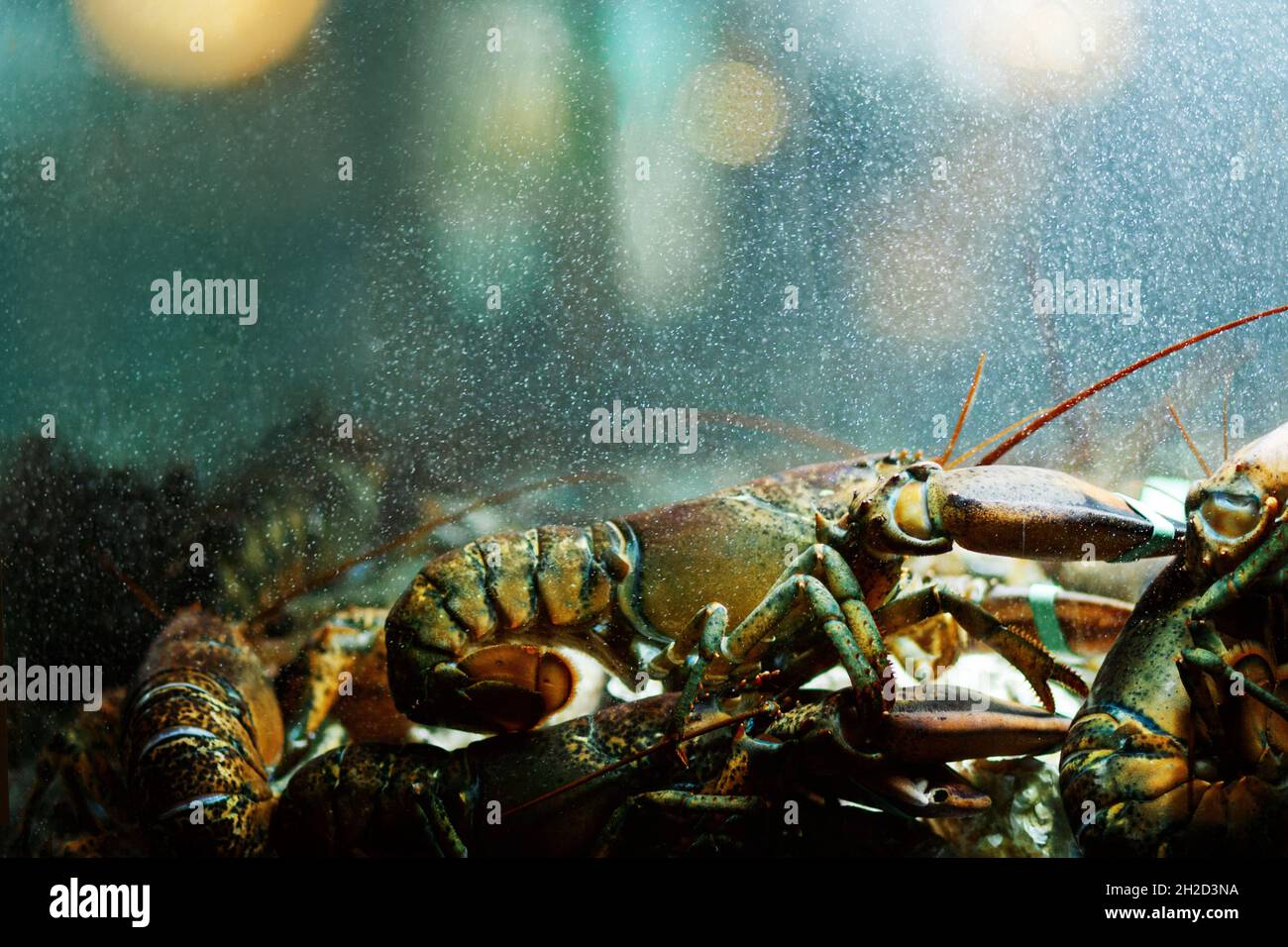 Un homard pêché vivant assis au fond d'un réservoir lumineux attendant d'être cuit et mangé.homard du Maine Homarus americanus. Banque D'Images