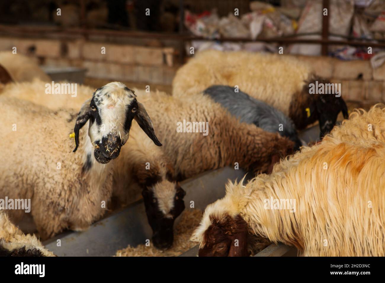 17 octobre 2021, Gaziantep, Anatolie, Turquie : Gaziantep,Turquie.19 octobre 2021.Moutons dans les fermes œGrand dans la ville de Gaziantep, dans le sud de la Turquie.La ferme reproduit des chèvres, des moutons et des poulets, et produit un grand nombre d'oeufs à aire libre.La ferme, qui cultive également des champignons et produit des fourrages pour animaux, s'engage à protéger l'environnement et à assurer la durabilité.L'entreprise est un exemple d'intégration réussie des Syriens qui s'installent en Turquie après avoir fui le conflit dans leur pays d'origine (Credit image: © Zakariya Yahya/IMAGESLIVE via ZUMA Press Wire) Banque D'Images