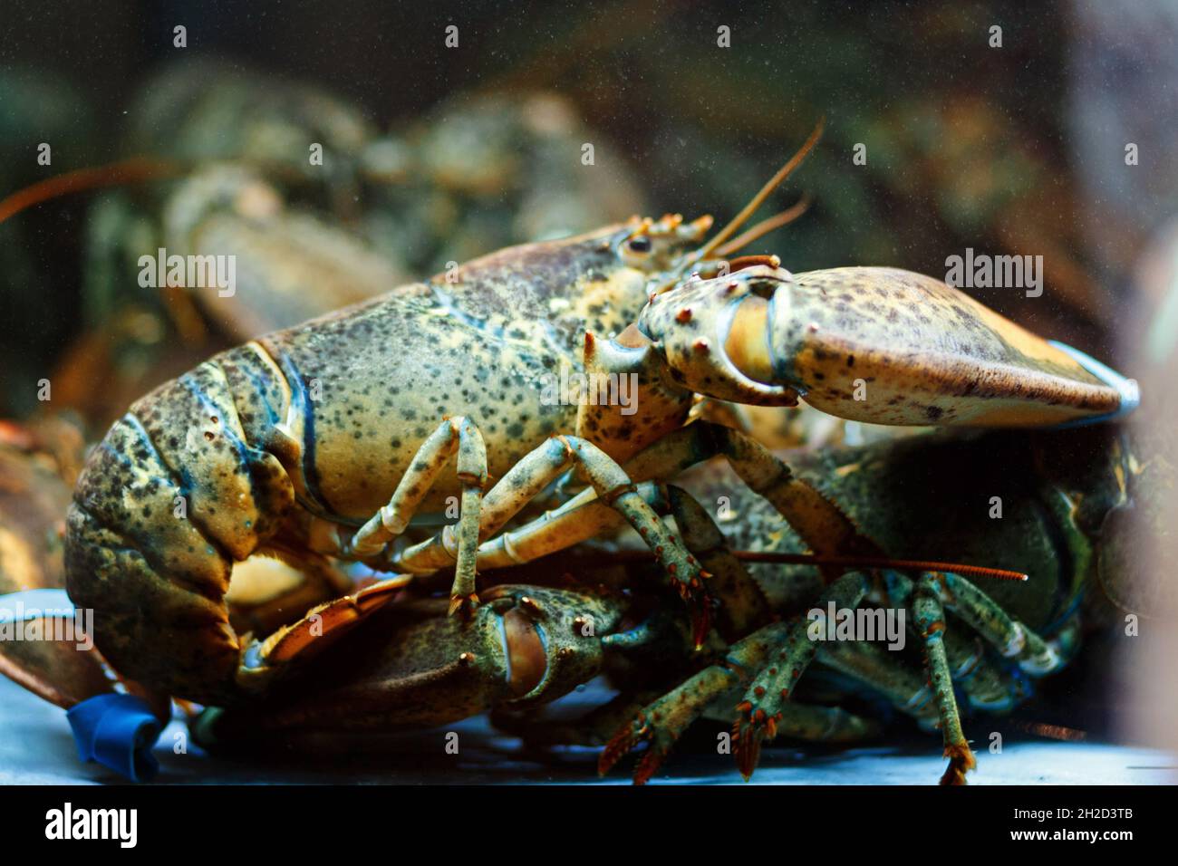 Un homard pêché vivant assis au fond d'un réservoir lumineux attendant d'être cuit et mangé.homard du Maine Homarus americanus. Banque D'Images