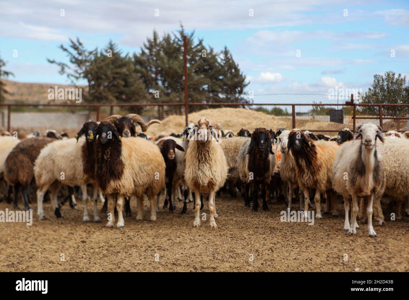 Gaziantep, Anatolie, Turquie.17 octobre 2021.Gaziantep, Turquie.19 octobre 2021.Moutons dans les « grandes fermes » dans la ville de Gaziantep, dans le sud de la Turquie.La ferme reproduit des chèvres, des moutons et des poulets, et produit un grand nombre d'oeufs à aire libre.La ferme, qui cultive également des champignons et produit des fourrages pour animaux, s'engage à protéger l'environnement et à assurer la durabilité.L'entreprise est un exemple d'intégration réussie des Syriens qui s'installent en Turquie après avoir fui le conflit dans leur pays d'origine (Credit image: © Zakariya Yahya/IMAGESLIVE via ZUMA Press Wire) Banque D'Images