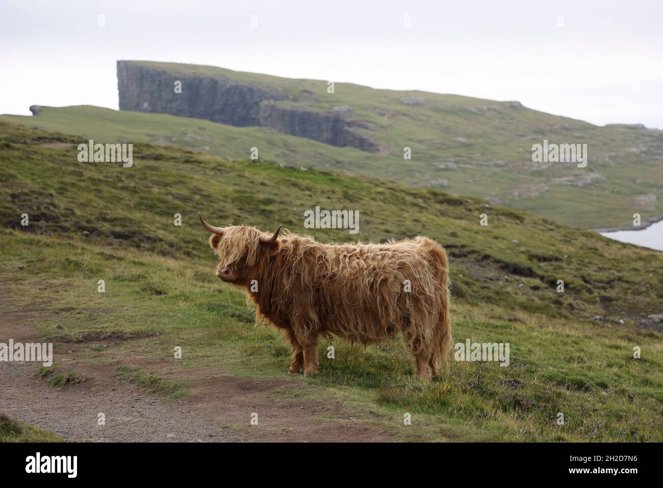 Scottish Highland bétail, Trælanípa, Traelanipa, Tralanipa Trail, Midvagur,Vagar, îles Féroé, Scandinavie, Europe. Banque D'Images