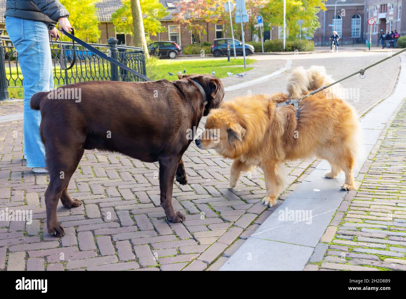 Deux chiens, un Elo et un Labrador, se rencontrent dans la ville et se sniff Banque D'Images