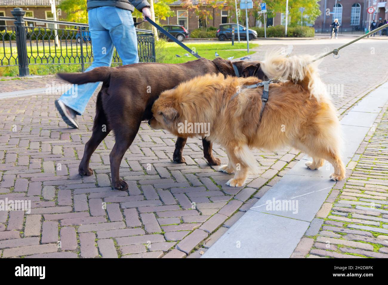 Deux chiens, un Elo et un Labrador, se rencontrent dans la ville et se sniff Banque D'Images