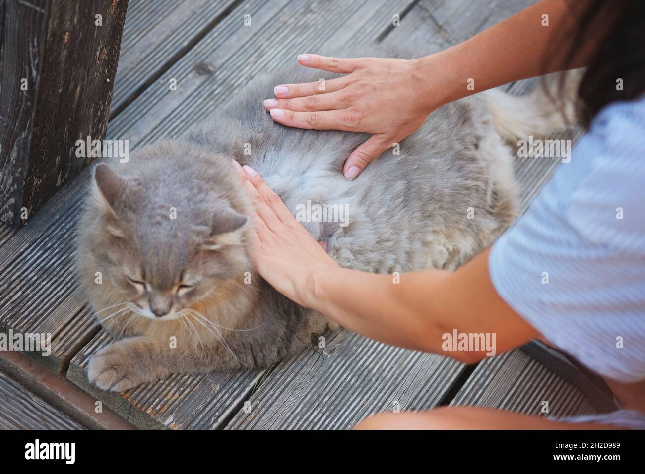 Piqure De Puce Banque De Photographies Et D Images A Haute Resolution Alamy