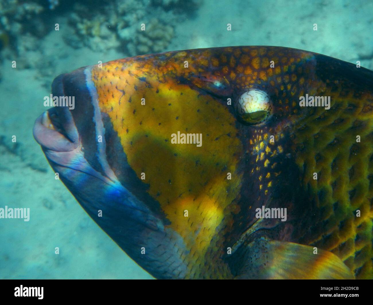 Riesen-Drückerfisch oderTitan-Drückerfisch / triggerfish Titan ou triggerfish géant / Balistoides viridescens Banque D'Images