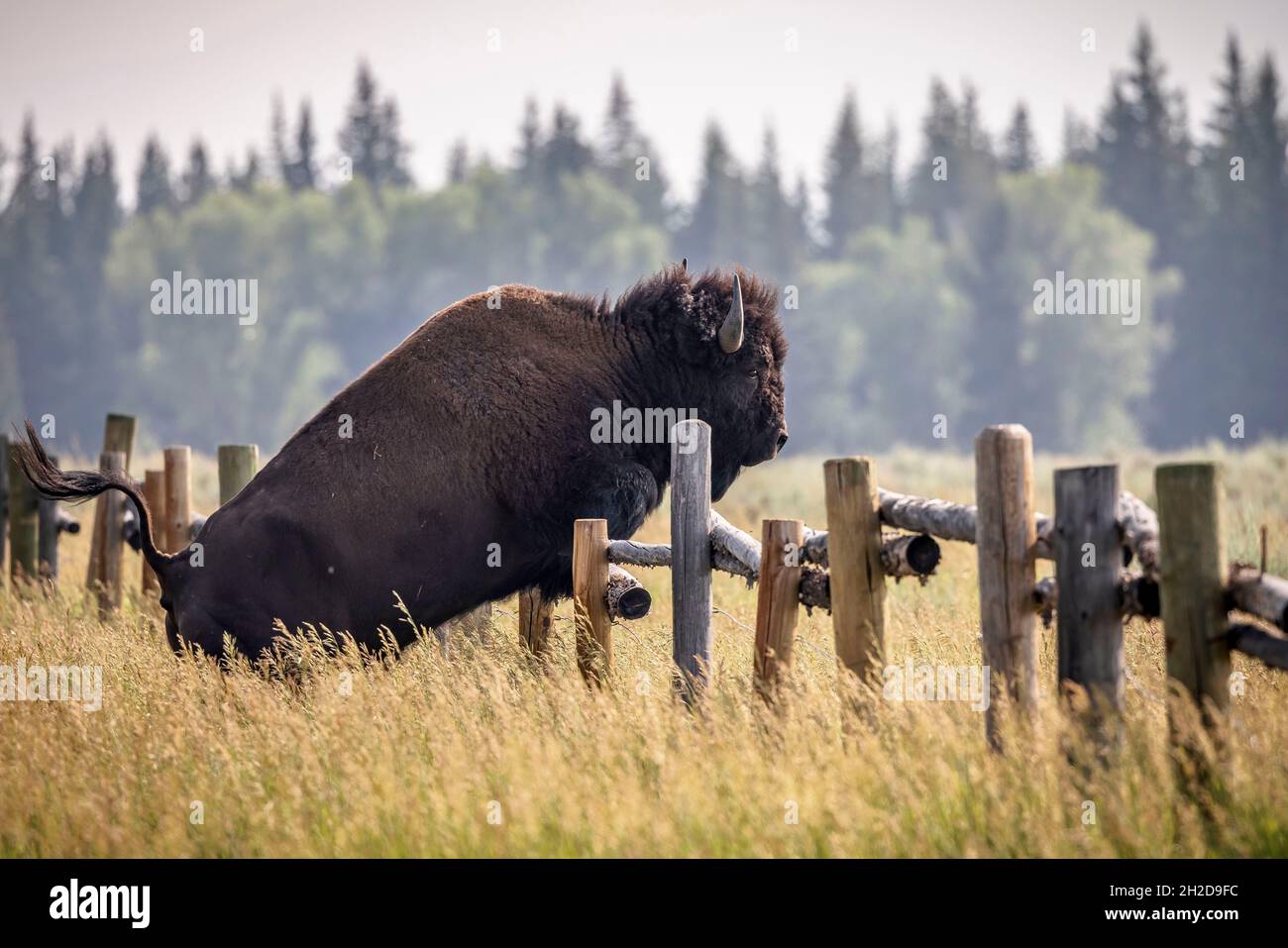 Un bison adulte saute une clôture dans le parc national de Grand Teton, Wyoming. Banque D'Images