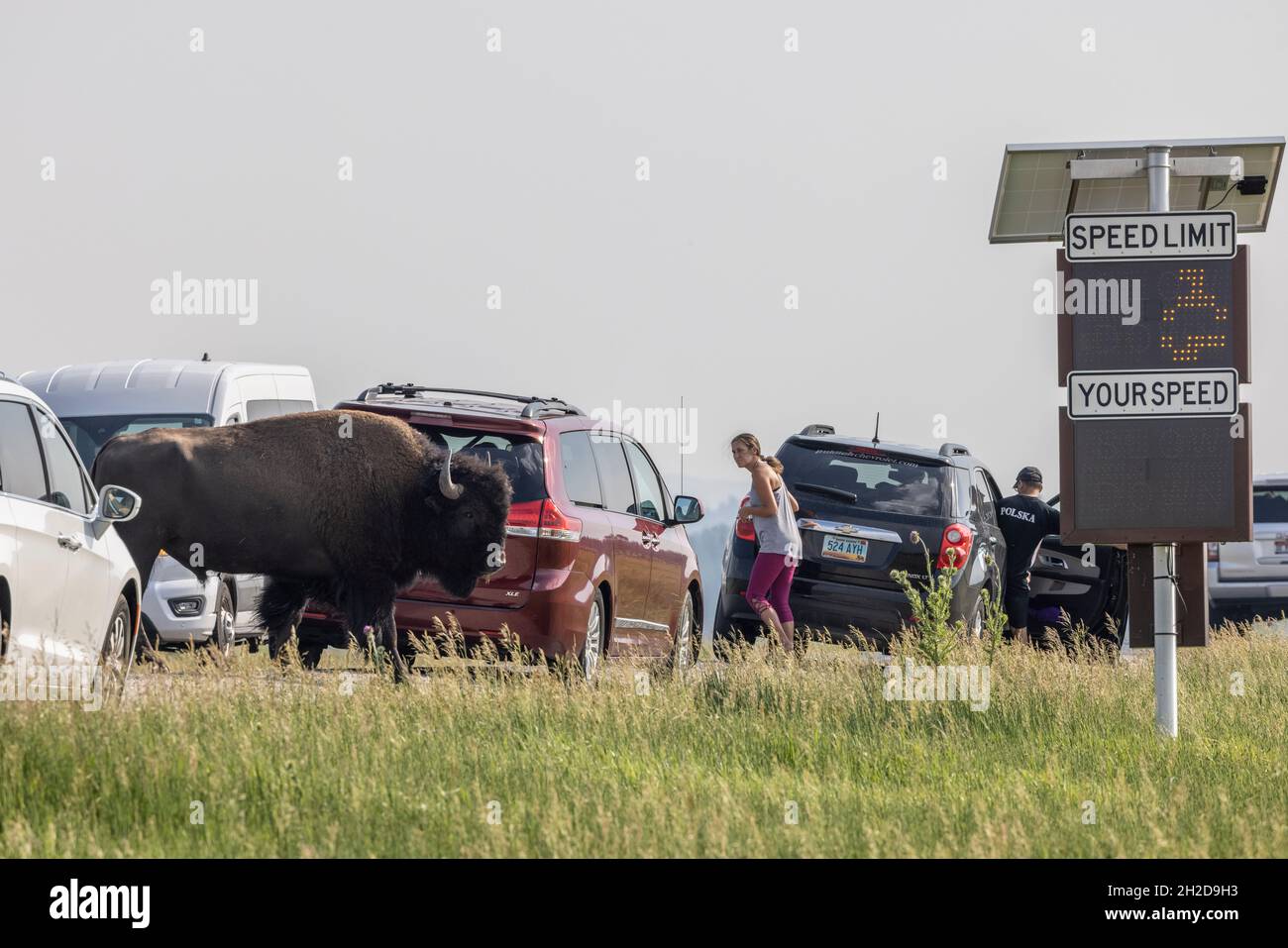 Un bison traverse la circulation dans le parc national de Grand Teton, Wyoming. Banque D'Images