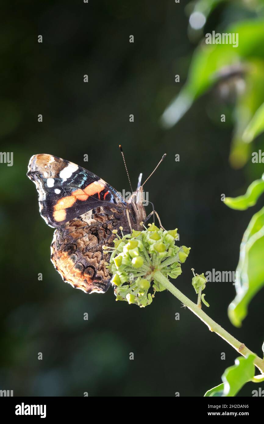 Admiral, Blütenbesuch an Efeu, Hedera Helix, Vanessa atalanta, Pyrameis atalanta,Amiral rouge, le Vulcain Banque D'Images