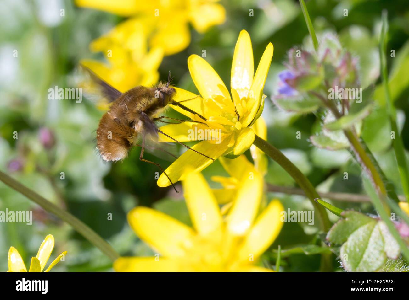 Großer Wollschweber, Wollschweber, Bütenbesuch an Scharbockskraut, Hummelschweber, Bombylius Major,Grande mouche d'abeille, mouche d'abeille à bordure foncée, grande mouche d'abeille Banque D'Images