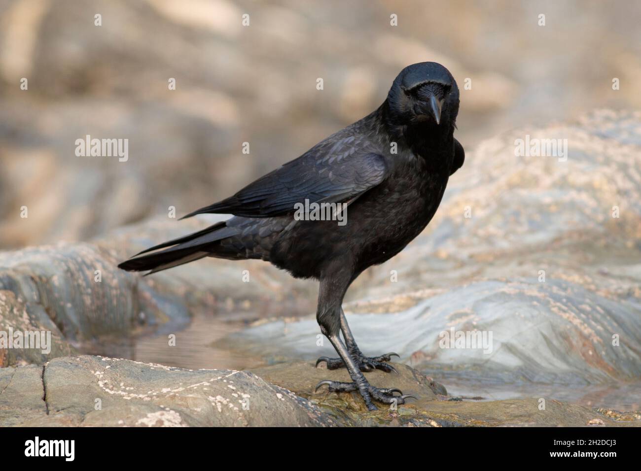 Bird on the Rocks Banque D'Images