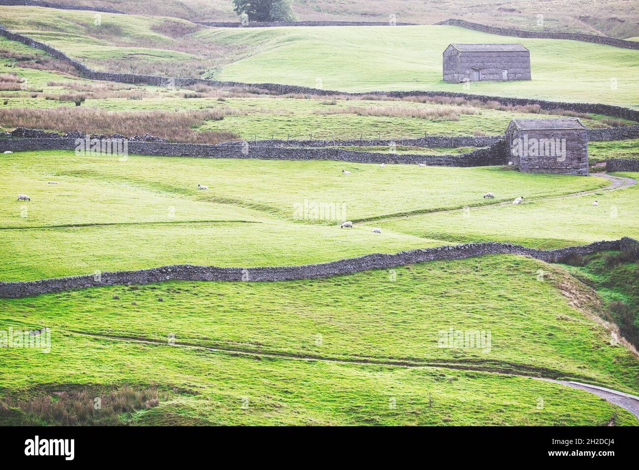 Granges en pierre, murs en pierre sèche et terres agricoles à Swaledale, parc national de Yorkshire Dales, Richmondshire, North Yorkshire, Angleterre Banque D'Images