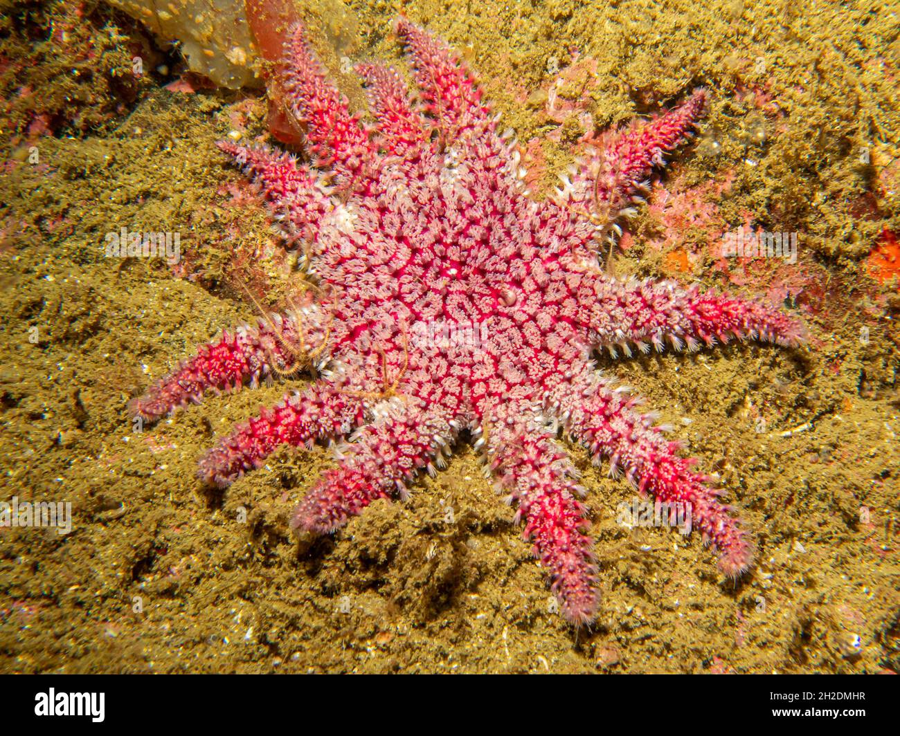 Un gros plan d'un Sunstar commun, Crossaster papposus, ou Solaster est une espèce d'étoile de mer, alias étoiles de mer, appartenant à la famille des Solasteridae.Photo de la mer de Skagerrak, Suède Banque D'Images