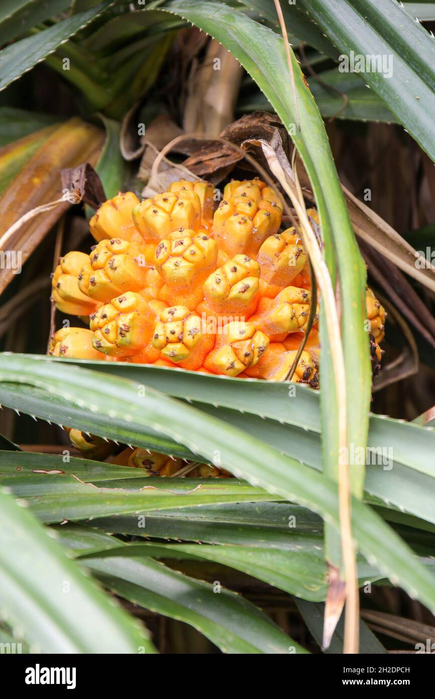 Le pandan tropical ou pandanus (Pandanus tectorius) qui pousse à partir de palmiers qui poussent sur l'île de Taiwan Banque D'Images