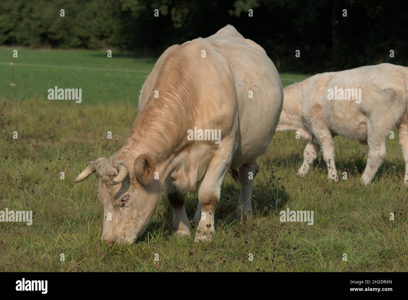 Vache Charolais blanche dans un pré en Auvergne Banque D'Images