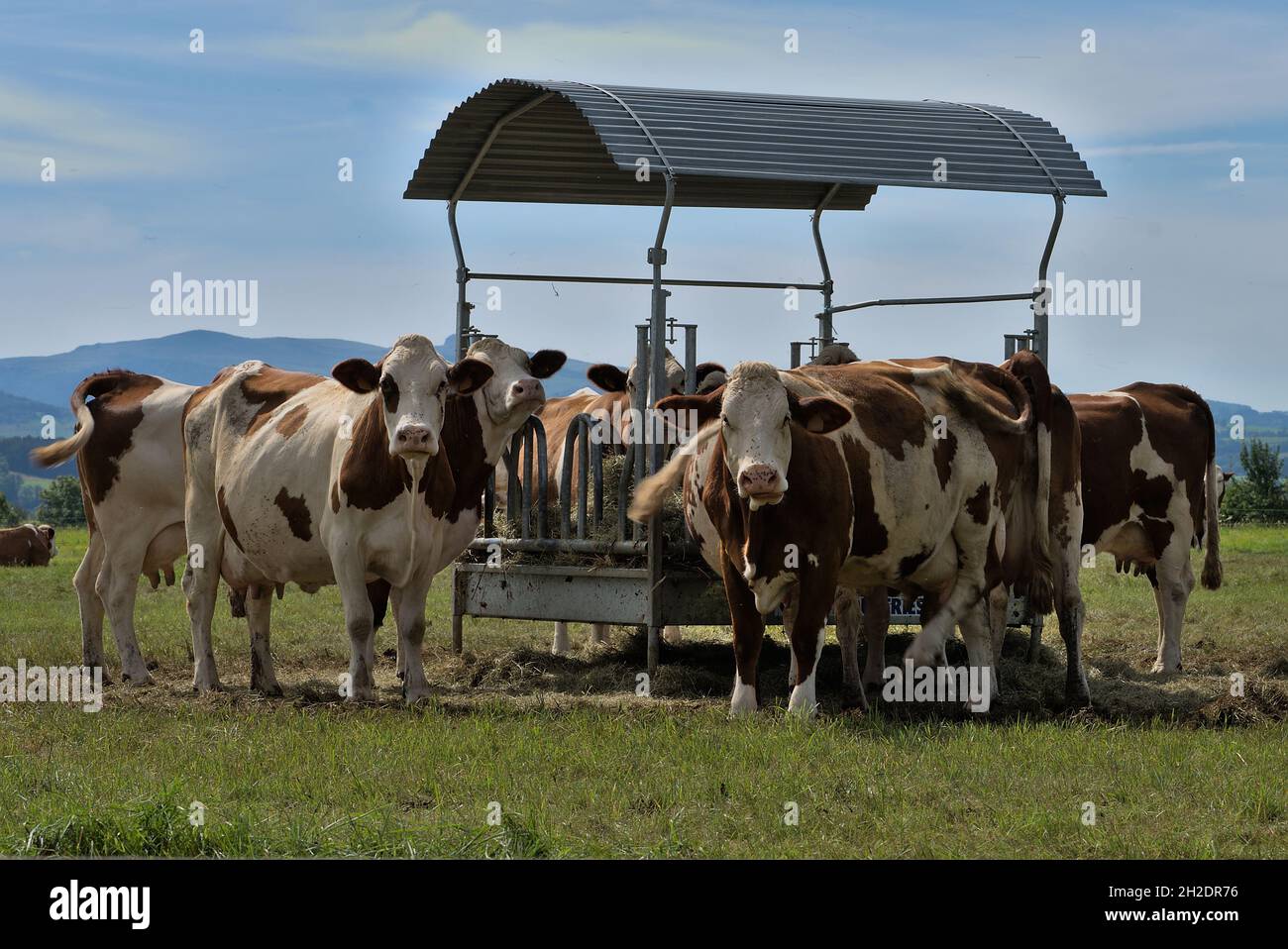 Troupeau de vaches normandes autour de leur mangeoire extérieure Banque D'Images
