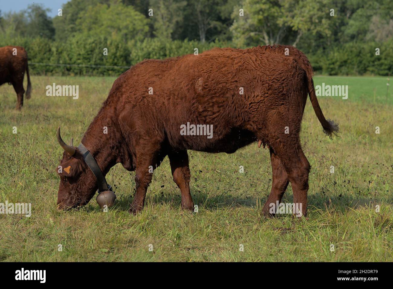 Vache Salers avec ses grandes cornes et une cloche, dans sa prairie Banque D'Images