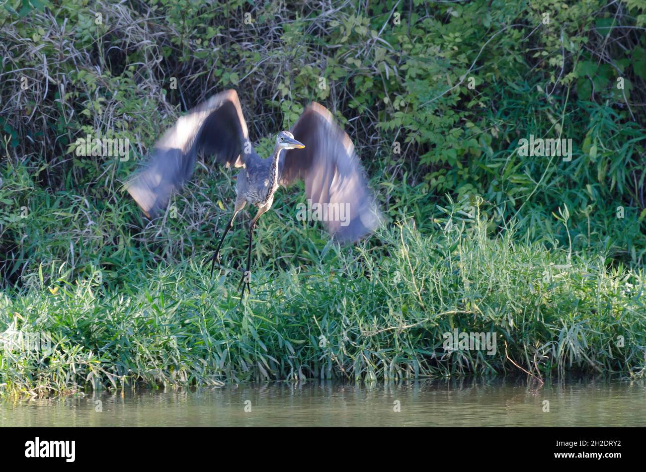 Grand héron bleu, Ardea herodias, en vol Banque D'Images