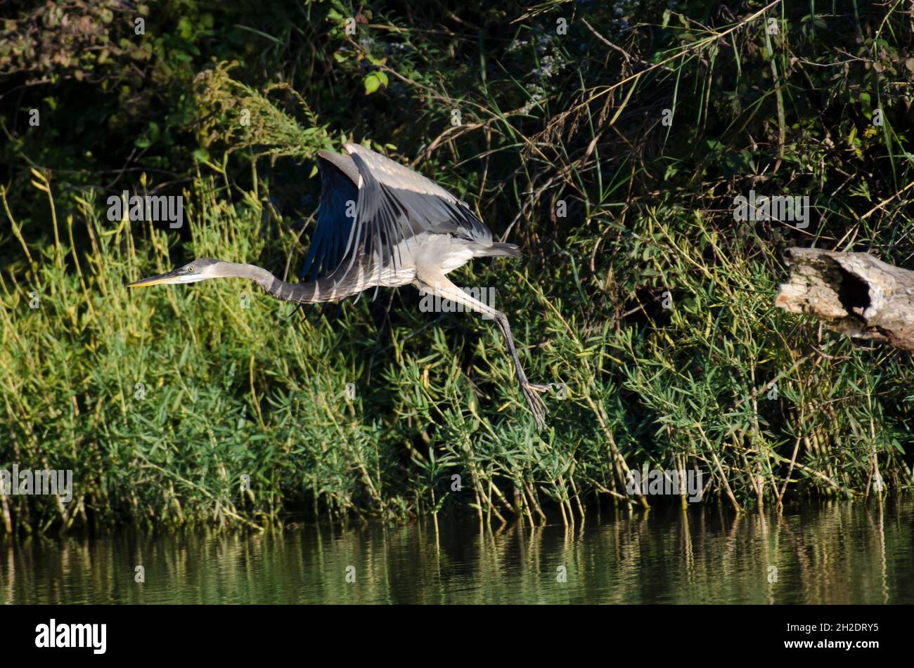 Grand héron bleu, Ardea herodias, en vol Banque D'Images