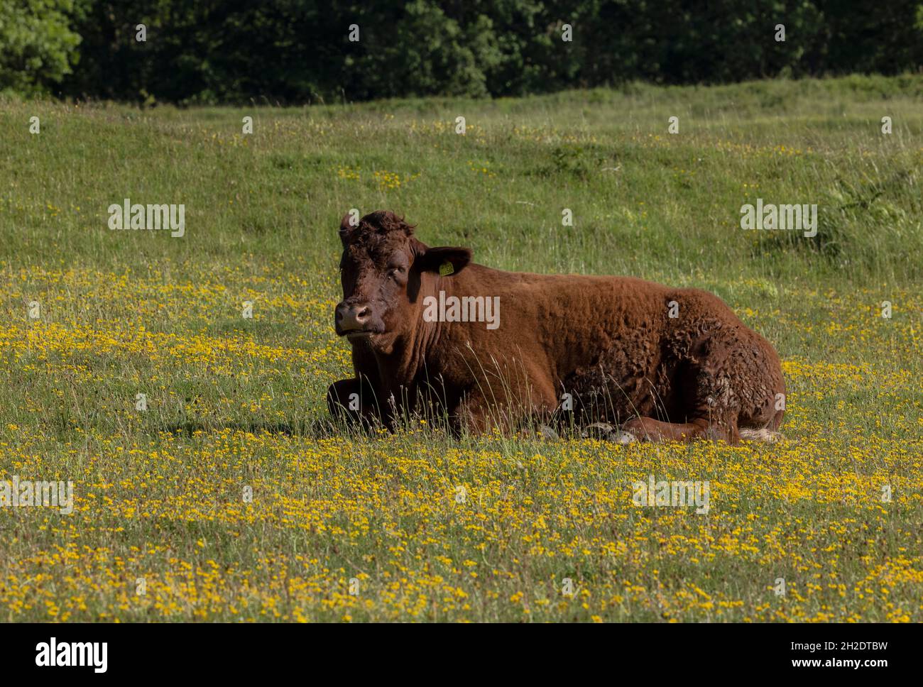 Red Ruby Devon pastoring de bovins sur des prairies de craie riches en espèces, Badbury Rings, Dorset. Banque D'Images
