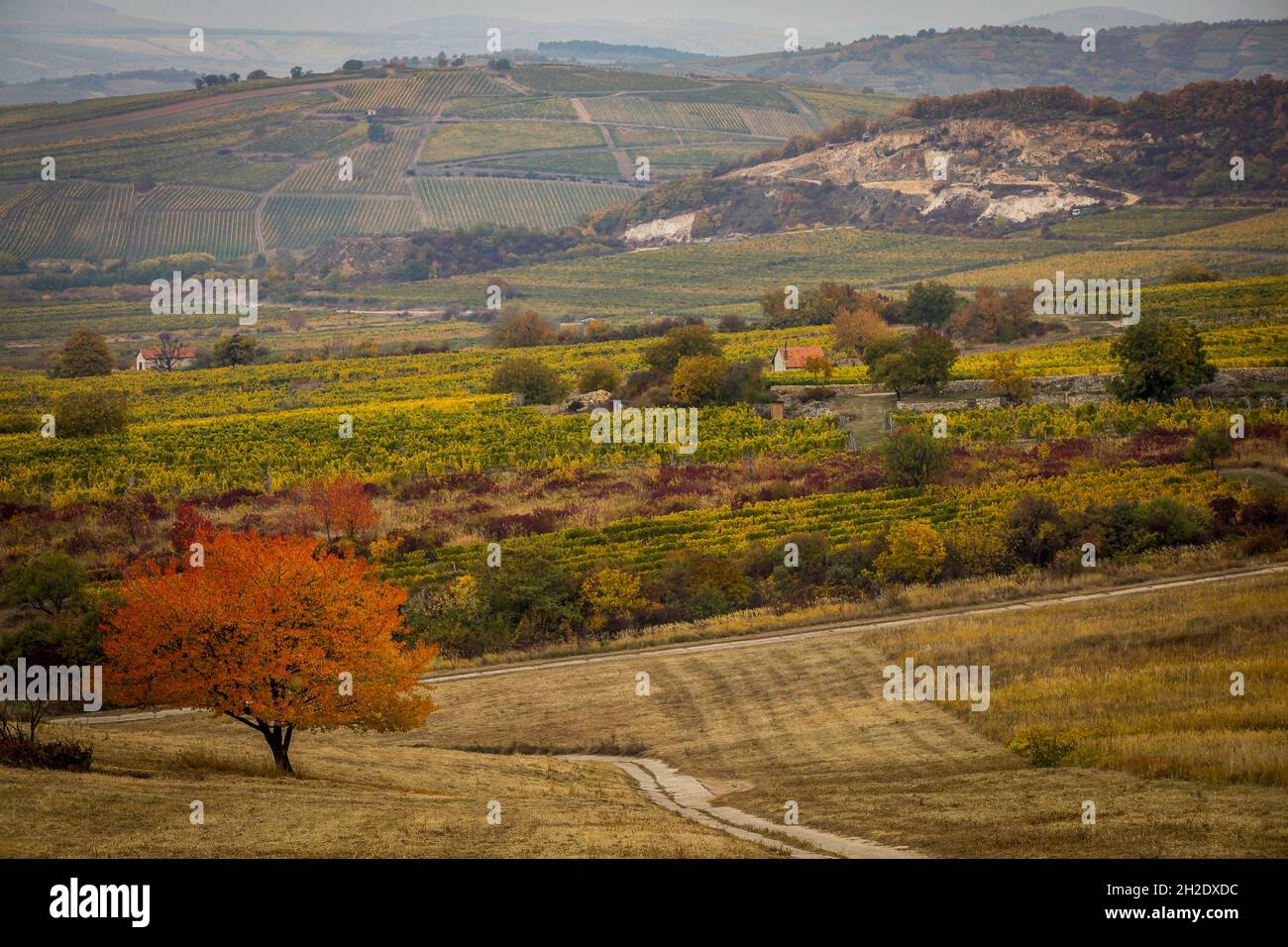 Nyiregyhaza, Hongrie, 21/10/2021, Paysage lors du rallye CER 2021 de la FIA Hongrie, 7e tour du championnat européen de rallye 2021 de la FIA, du 21 au 24 octobre 2021 à Niregyhaza, Hongrie - photo Grégory Lenormand / DPPI Banque D'Images