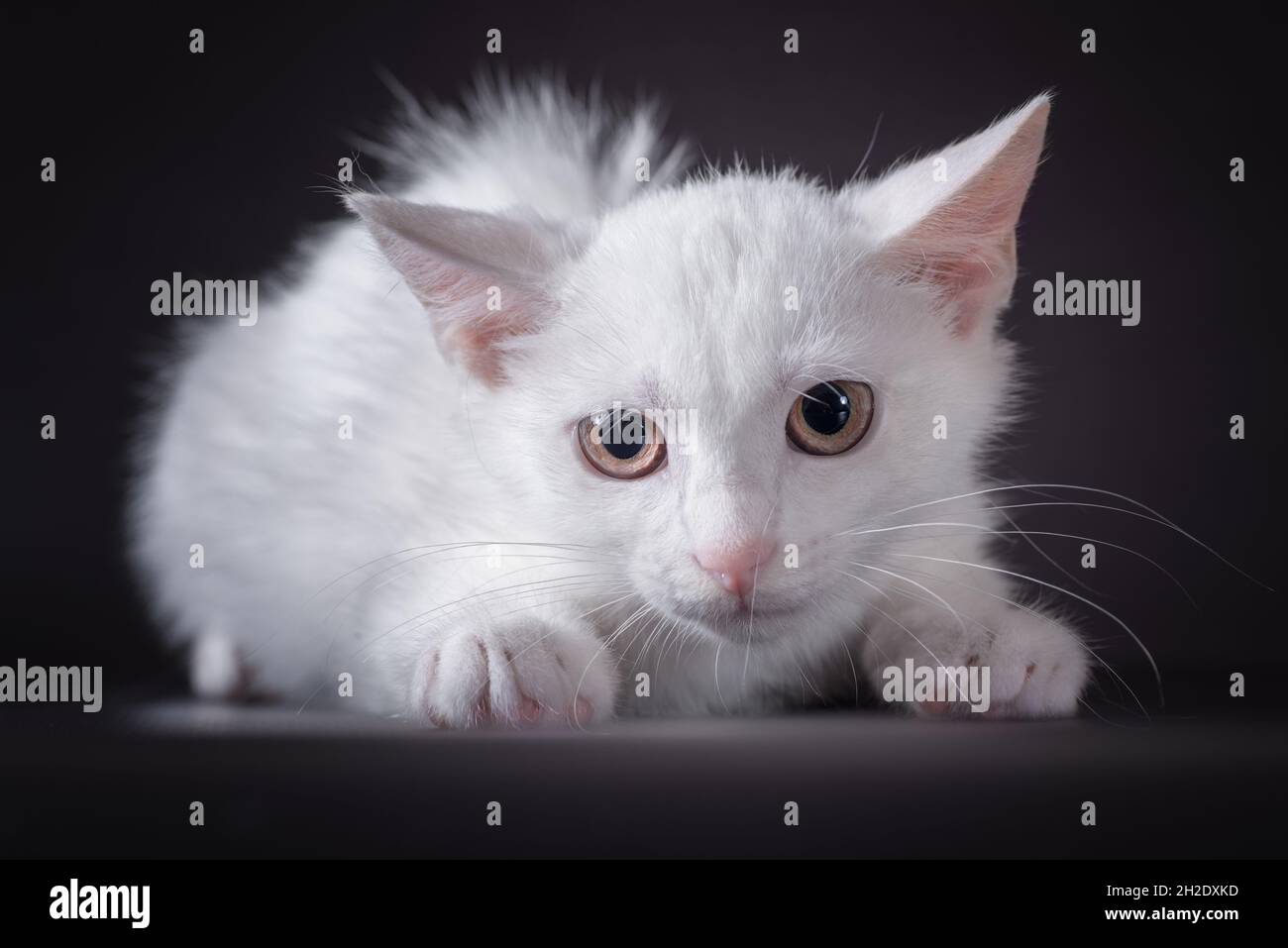 blanc petit chaton peur sur fond noir Banque D'Images